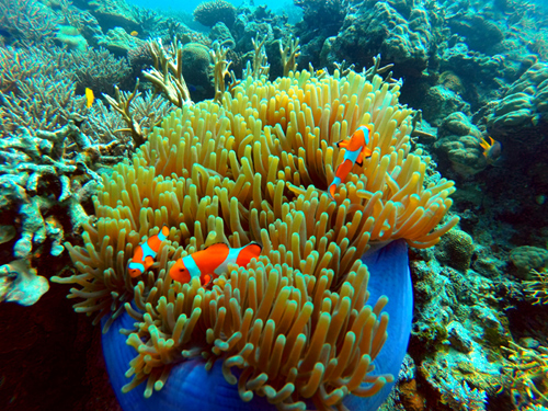 Apo Island Philippines
